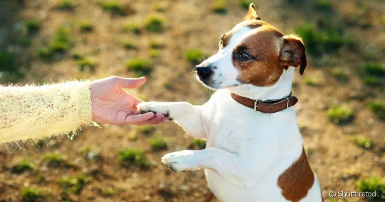 A pata de cachorro é uma parte do corpo que fica muito exposta e tem contato com diferentes superfícies
