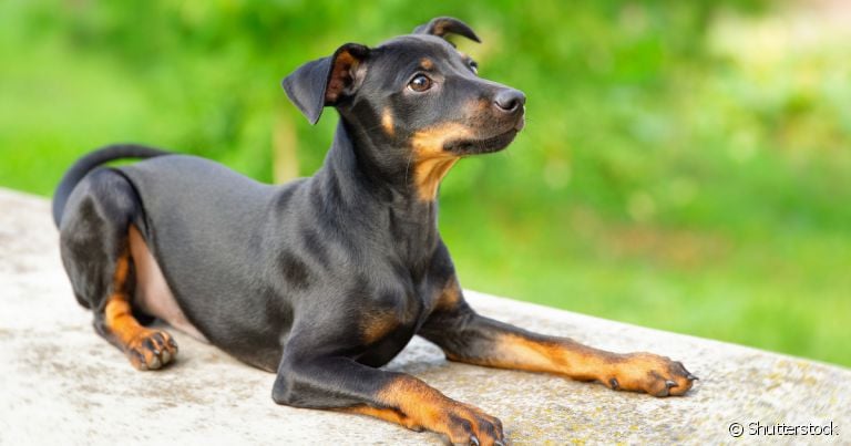 O Pinscher 0 não hesita em mostrar que tamanho não é documento