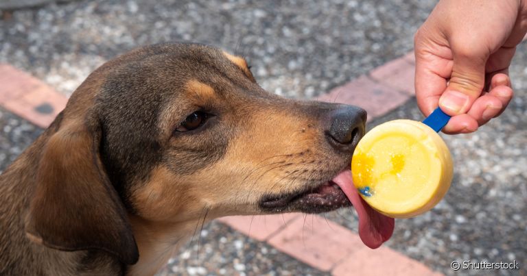 O sorvete de cachorro sempre deve ser oferecido em quantidade moderada e como petisco