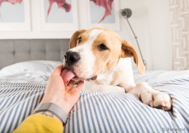 Os motivos porque o cachorro lambe a gente podem ter diferentes significados!