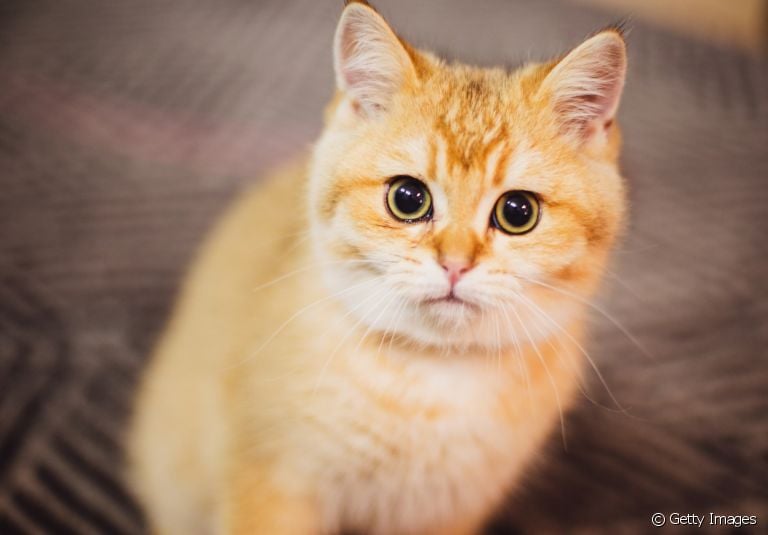 Veja porque o olho do gato brilha no escuro