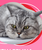 Quais as doenças de gato mais graves? Veja o infográfico e descubra!