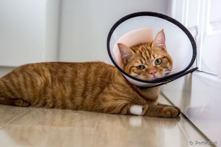  A resposta para quantos meses um gato pode ser castrado depende de alguns fatores 