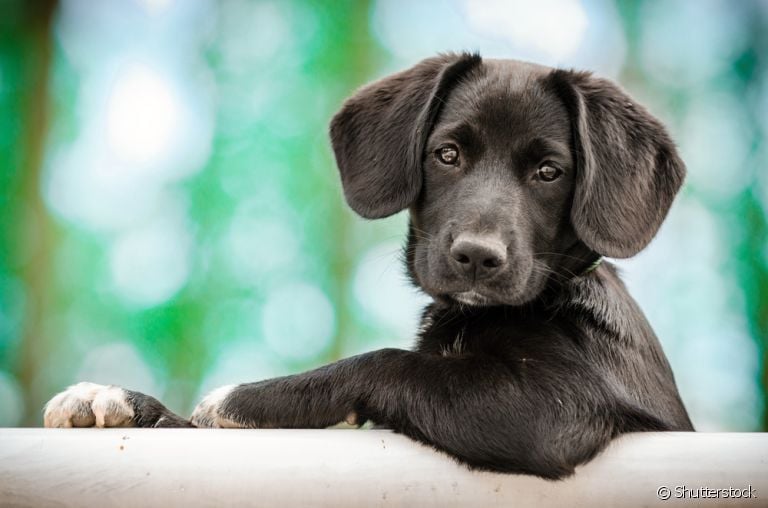Para saber com quantos anos o cachorro deixa de ser filhote, raça e porte devem ser considerados