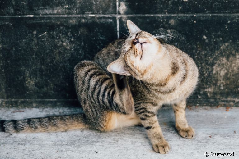  O tratamento de sarna em gatos dependerá de qual tipo de ácaro provocou a doença 
