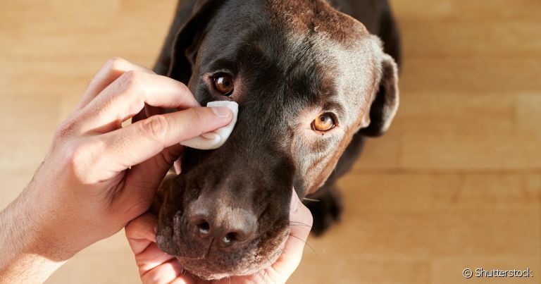 Remela no olho do cachorro pode até mesmo ser verme
