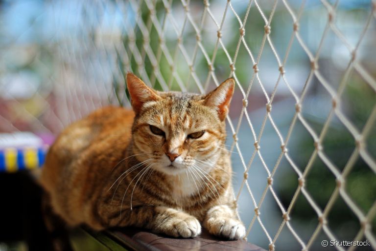 A tela para gatos deve ser instalada em todos os lugares com risco de ser uma rota de fuga