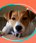 Veja em infográfico as doenças de cachorro mais graves