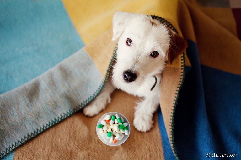 A vitamina para cachorro é um conjunto de micronutrientes necessários para a saúde animal