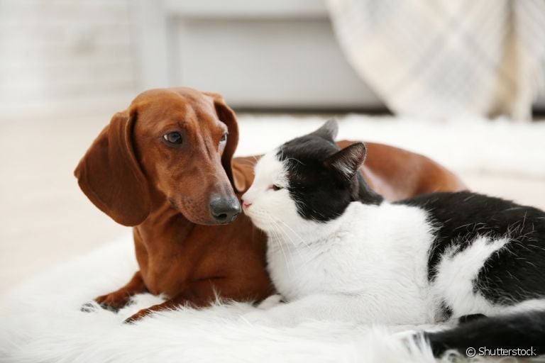A campanha do Abril Laranja alerta para a importância de denunciar maus-tratos e crueldade animal