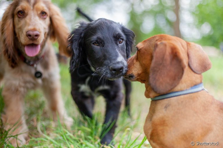 Aprender como socializar cachorros é algo necessário para o bom convivio com os pets