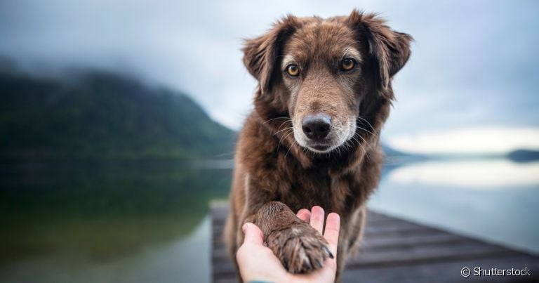 Truques para cachorro: dar a pata é um comando muito procurado e fácil de ensinar
