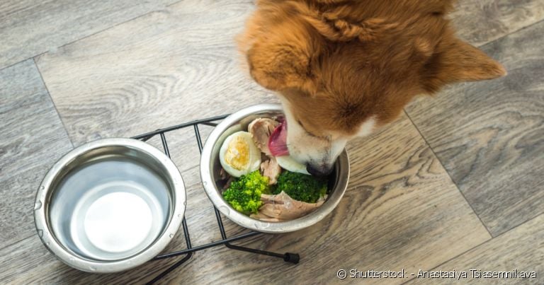 A alimentação natural para cães precisa ser bem equilibrada e diversa.
