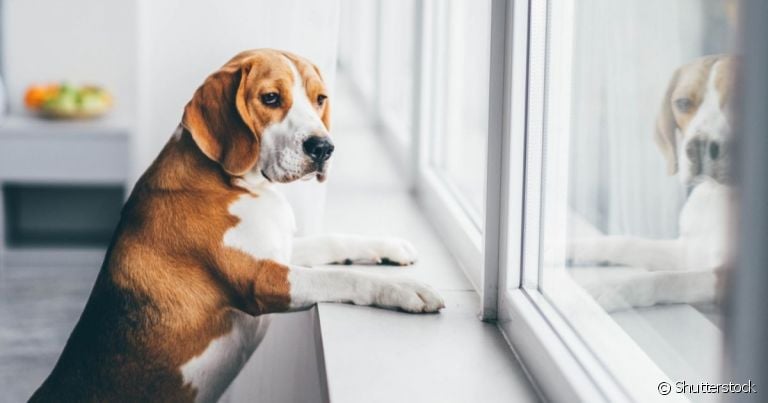 O cachorro com ansiedade de separação enfrenta uma grande dificuldade ao ficar longe do tutor