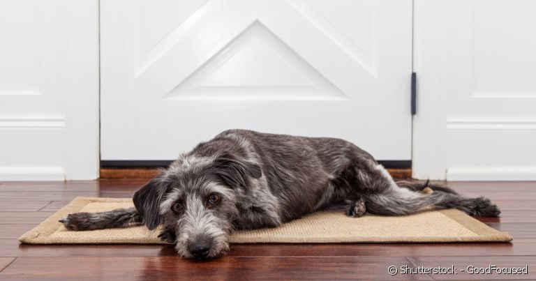 Quanto mais independente seu cãozinho for, menores as chances de ele sofrer com ansiedade de separação 