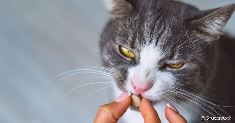 Aprender a como dar comprimido para gato é importante para evitar um gato estressado e agressivo durante o processo