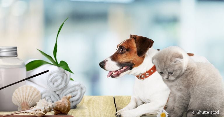 Os óleos essenciais para animais podem ajudar no tratamento de problemas comportamentais e físicos