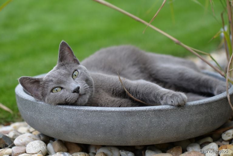 O gato Azul Russo tem uma pelagem cinza macia e bem curtinha