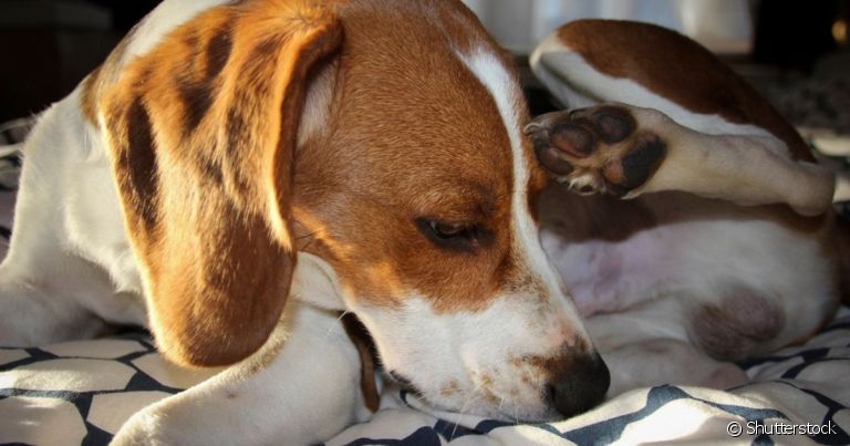 A balanopostite em cachorro é uma infecção que causa lambedura e secreção no pênis