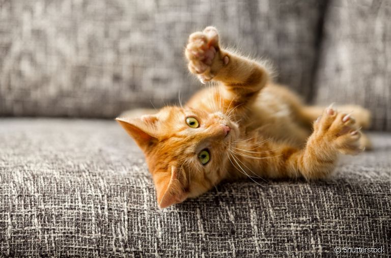 A doença da arranhadura do gato é transmitida por meio de arranhões e mordidas de um animal infectado