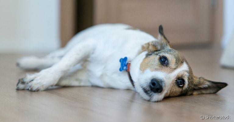 A bicheira em cachorro pode ser prevenida com cuidados básicos de higiene