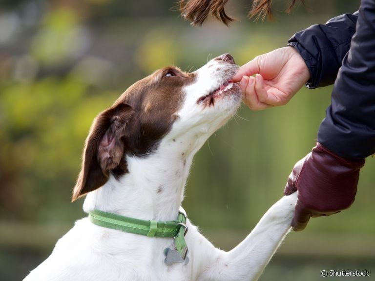 O bifinho para cachorro é uma ótima alternativa de petisco, mas não pode ser oferecido todos os dias