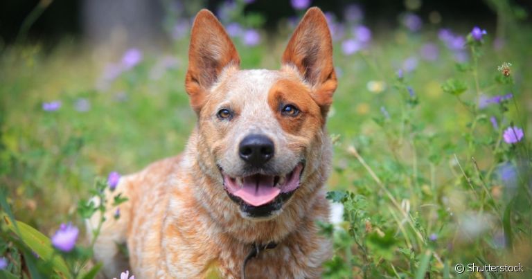  O Boiadeiro-australiano é dividido em dois tipos de cor: Blue Heeler e Red Heeler 