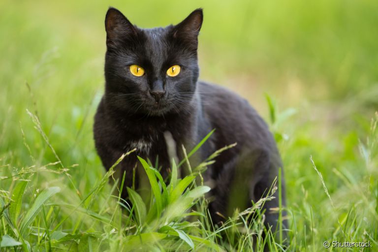 O Bombaim é um gato preto derivado do cruzamento entre o Birmanês e o American Shorthair