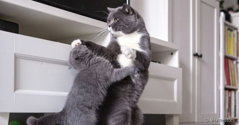O gato brigando costuma ser um sinal de disputa por território