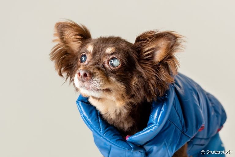 O cachorro cego precisa de um ambiente adaptado e vários outros cuidados no dia a dia