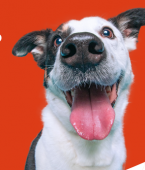 Cachorro feliz: veja em infográfico os sinais mais comuns de que seu pet está de bem com a vida