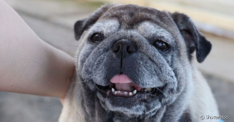 A velhice dos cães tem os pelos brancos como um dos primeiros sinais.