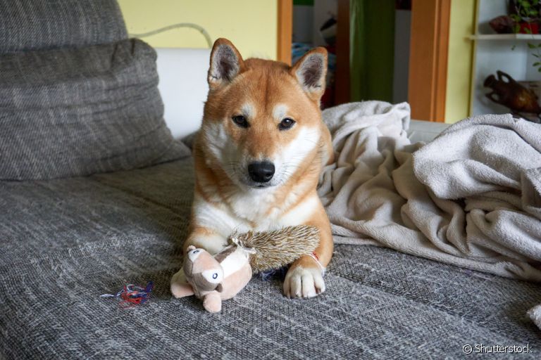  As raças de cachorro japonesas são conhecidas pela pelagem grossa e densa 