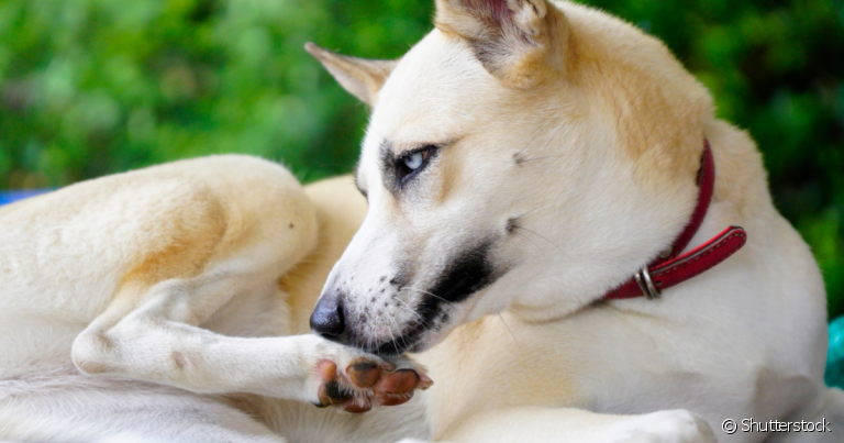  O cachorro mordendo a pata é um indício que tem algo incomodando o animal