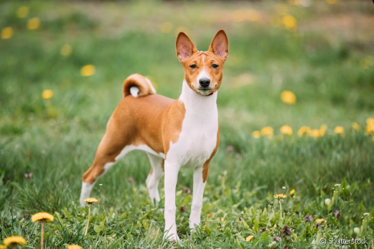 Basenji, o cachorro que não late, tem o uivo como sua principal forma de comunicação