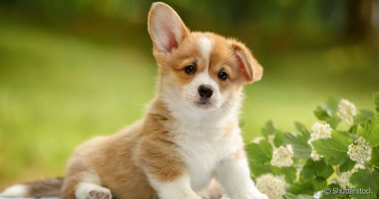 O cachorro surdo precisa de algumas adaptações em casa e na rotina para ter uma boa qualidade de vida