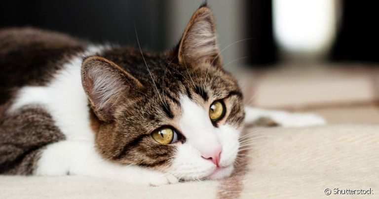 A rinotraqueíte felina e a calicivirose são doenças comuns que apresentam sintomas semelhantes