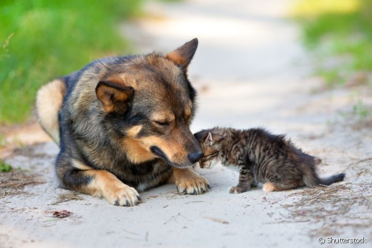 A castração de animais é importante para cuidar da saúde dos pets e diminuir a quantidade de bichinhos abandonados