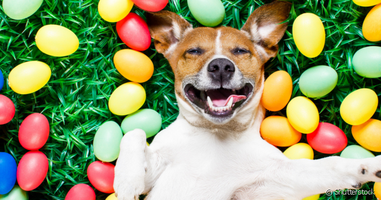 Para o cachorro, chocolate é um dos alimentos mais tóxicos que existe e jamais deve ser oferecido