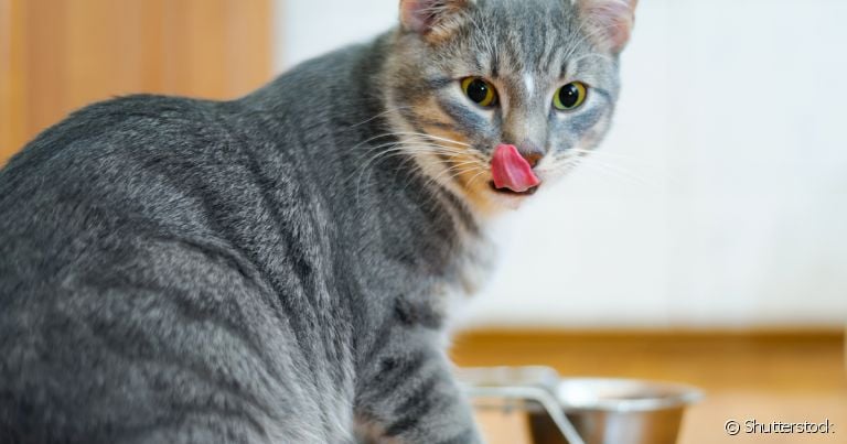 Altura do comedouro de gato deve ser levado em consideração na hora da compra