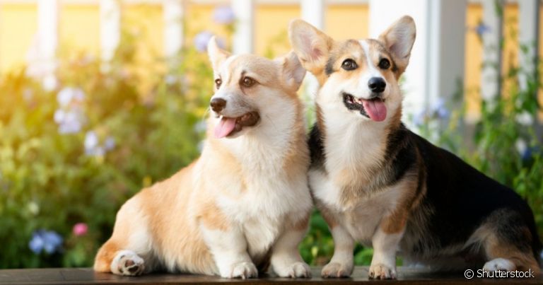 O processo de como socializar cachorros é fundamental para uma boa convivência entre dois cães em casa