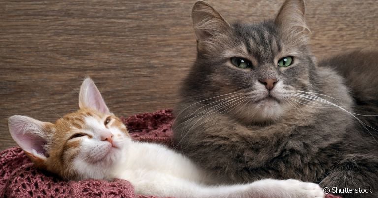  Como acostumar um gato com outro? Leve em conta a idade de cada felino e sua personalidade 