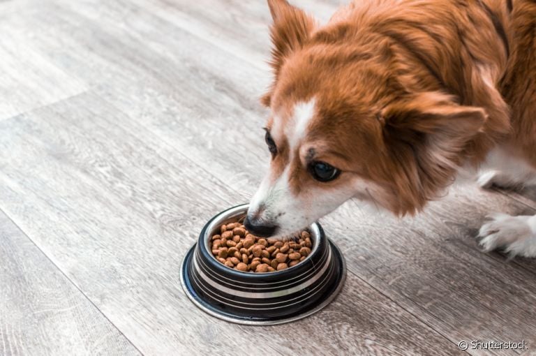  Aprender como fazer o cachorro comer devagar é mais simples do que parece 
