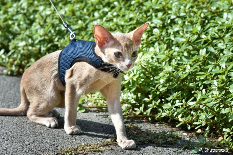 Passear com gato pode ser uma experiência muito positiva, mas requer alguns cuidados