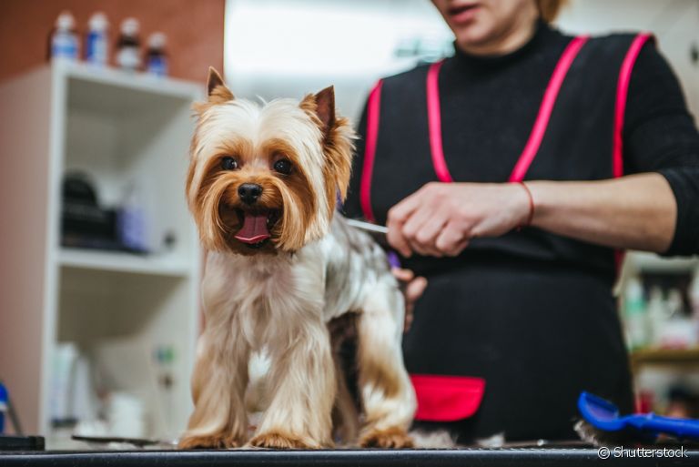 O banho e tosa de cachorro devem ser feitos em um pet shop de confiança