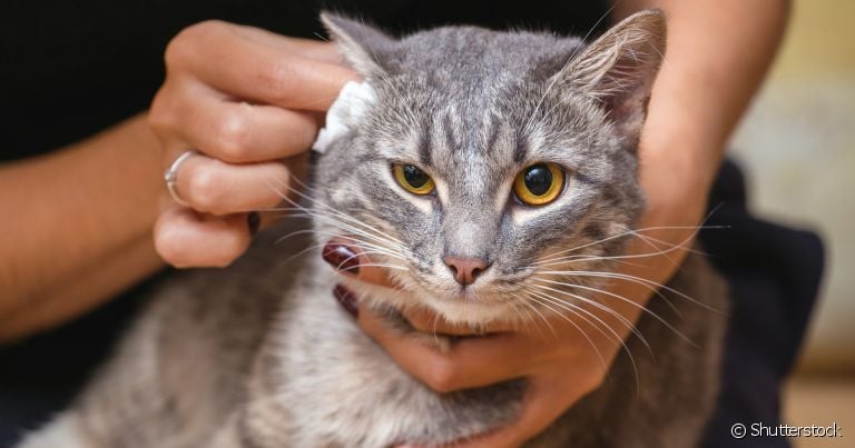 Limpar a orelha do gato deve fazer parte da rotina de cuidados