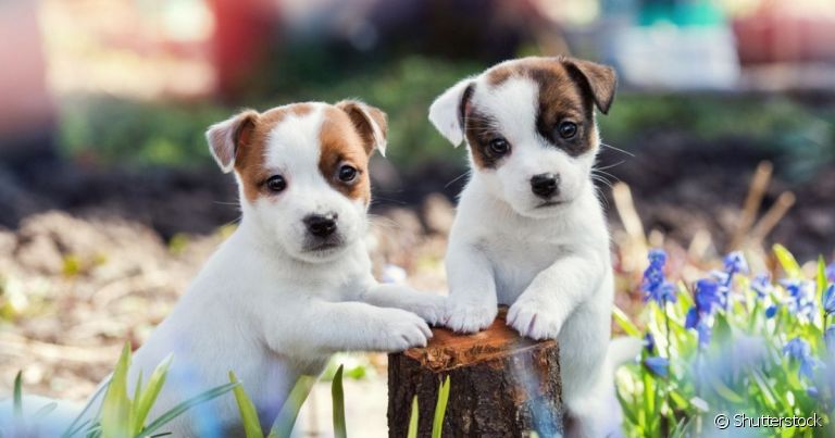 Para diferenciar o filhote de cachorro fêmea do macho, é preciso observar a anatomia do cão