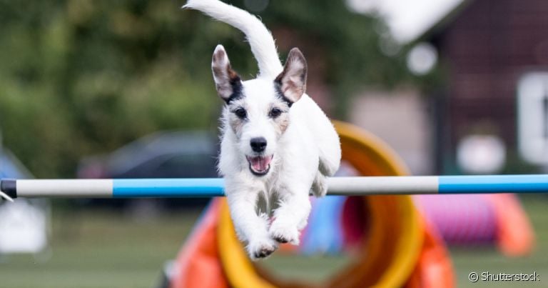 Antes de aprender como treinar um cachorro para esportes é preciso levar algumas questões em consideração