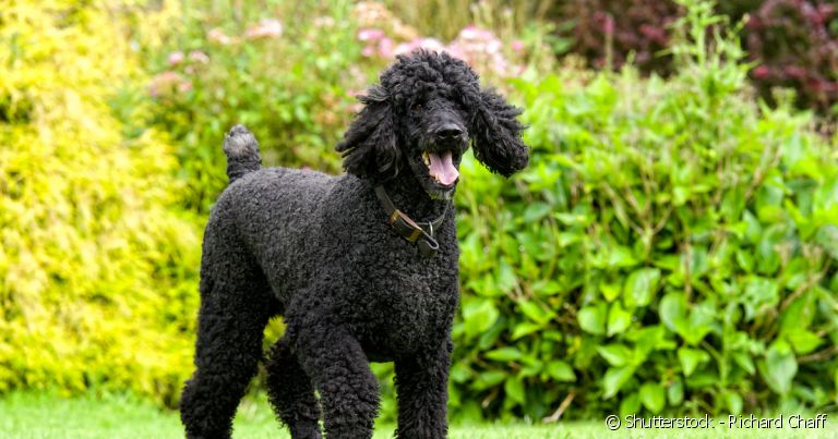 O Poodle gigante pode chegar a 60 cm e pesar mais de 30kg.