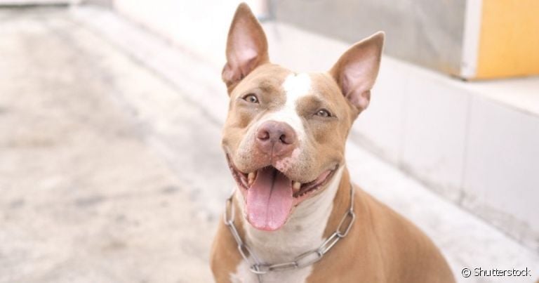 O Pitbull é um cachorro divertido e carinhoso que ama brincar